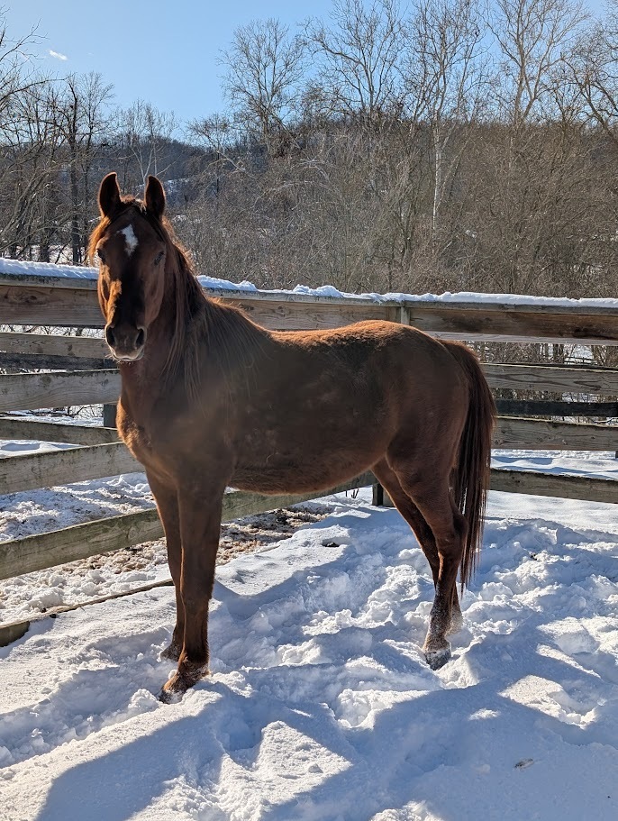 Wrigley, 8yo American Quarter Horse stallion, 14.2hh