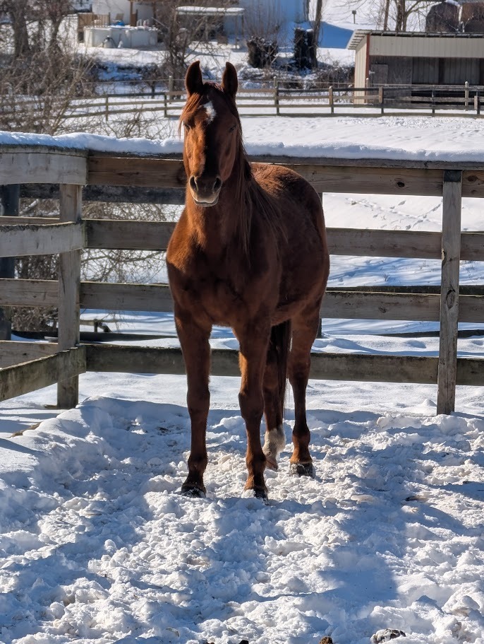 Wrigley, 8yo American Quarter Horse stallion, 14.2hh