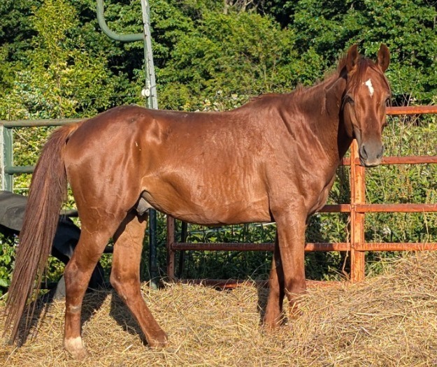 Wrigley, 8yo American Quarter Horse stallion, 14.2hh