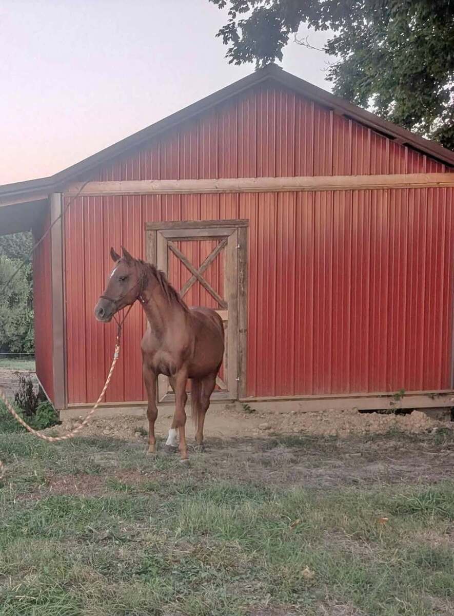 Wrigley, 8yo American Quarter Horse stallion, 14.2hh