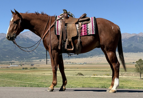 BG Solano Pequito (Ryder), 3yo AQHA Quarter Horse gelding, 15.3hh