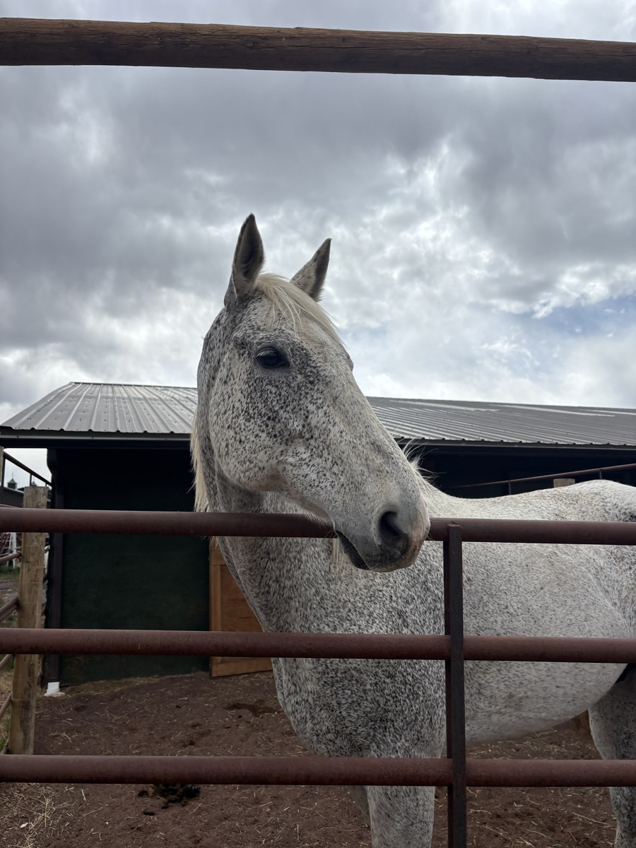 Cheech, 13yo Thoroughbred gelding, 17.0hh
