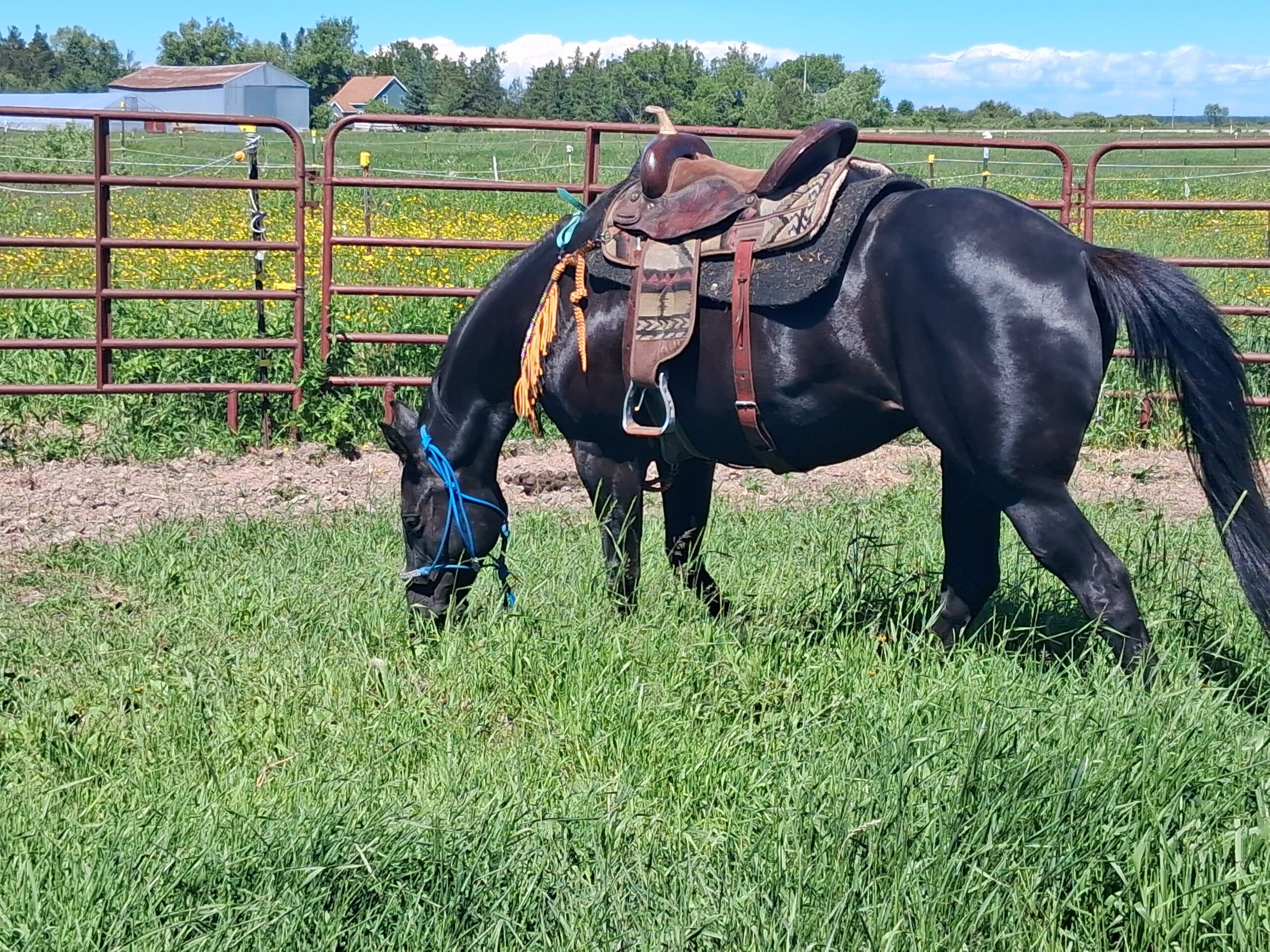 Faceit Im Black, 8yo Quarter Horse mare, 14.3hh