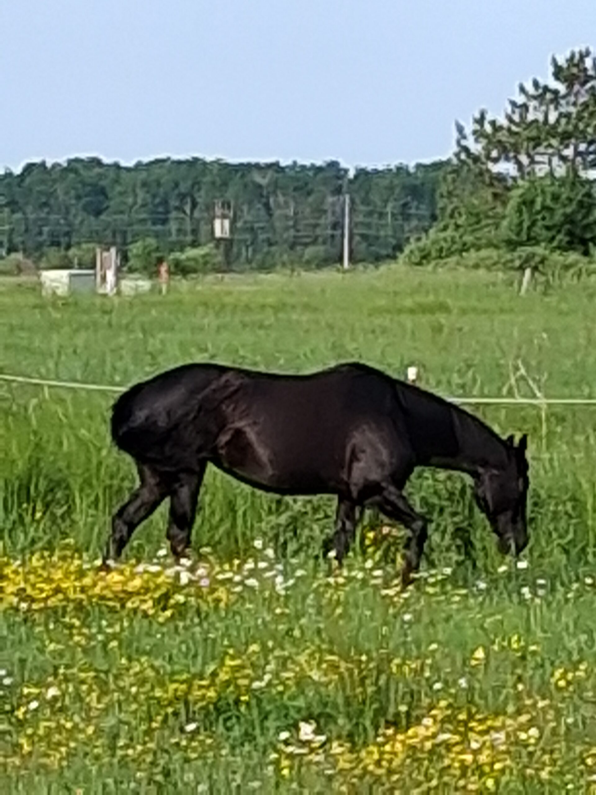 Faceit Im Black, 8yo Quarter Horse mare, 14.3hh
