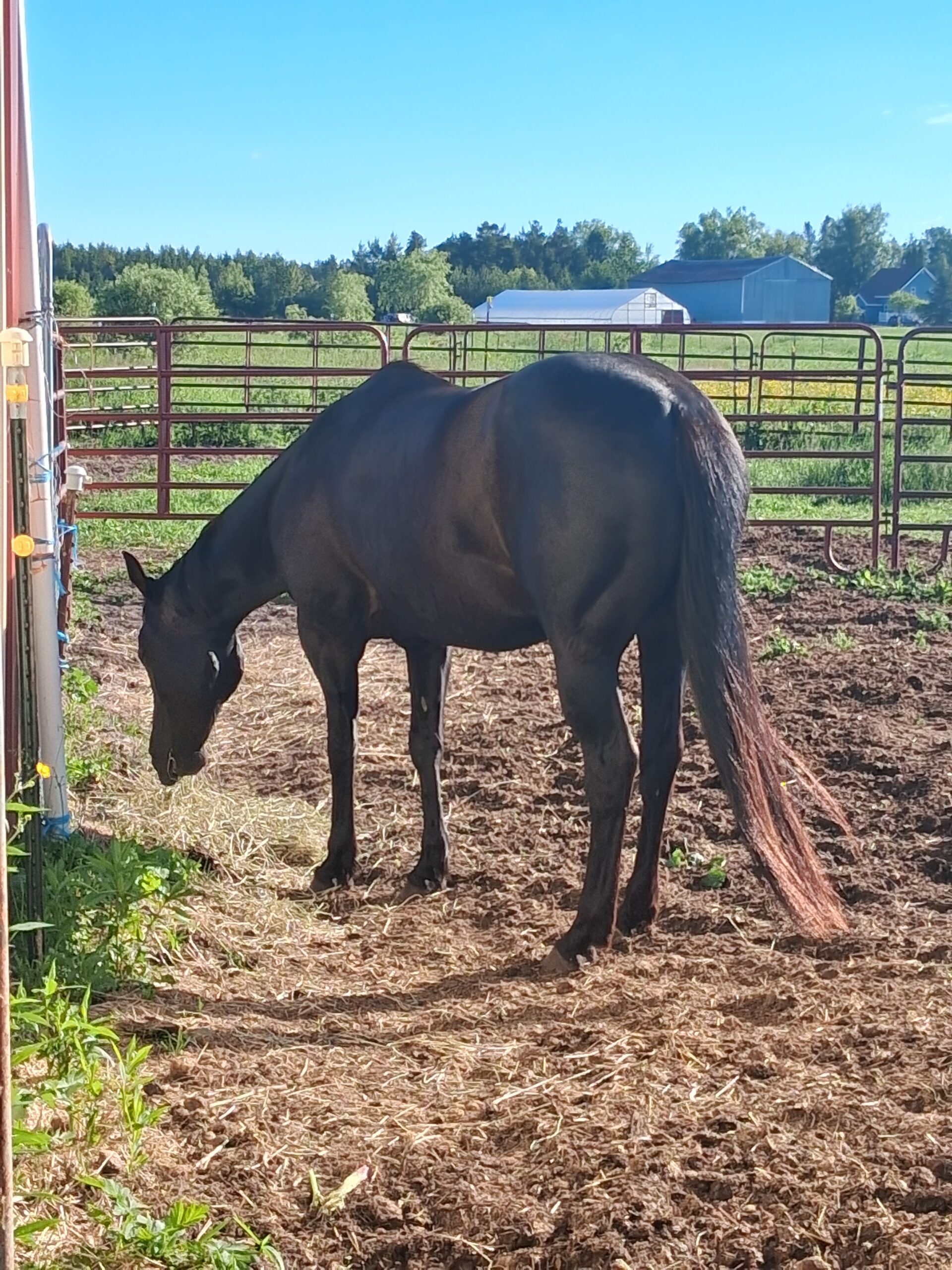 Faceit Im Black, 8yo Quarter Horse mare, 14.3hh