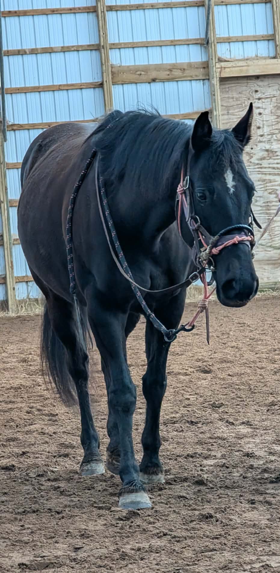 Faceit Im Black, 8yo Quarter Horse mare, 14.3hh