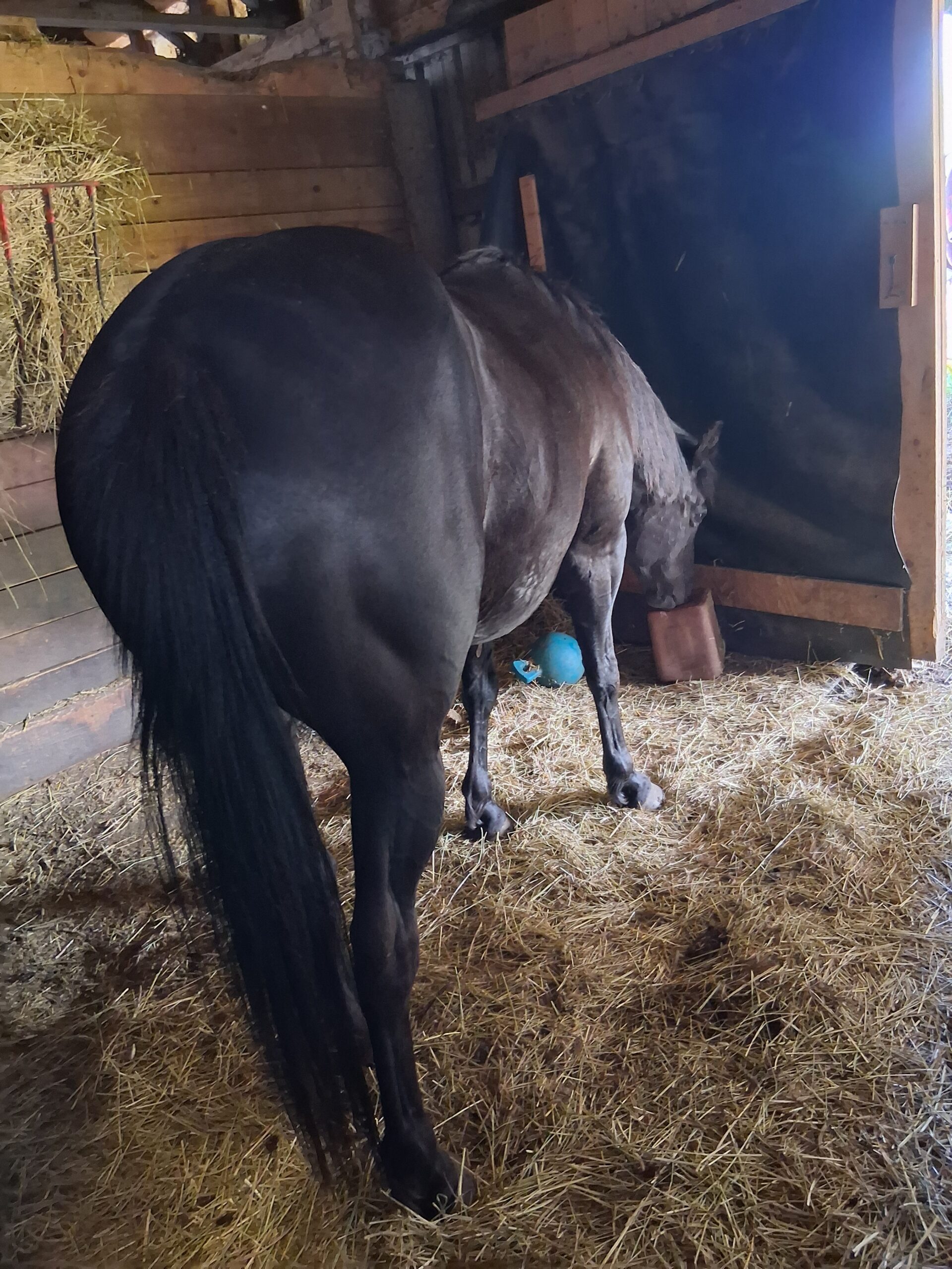 Faceit Im Black, 8yo Quarter Horse mare, 14.3hh