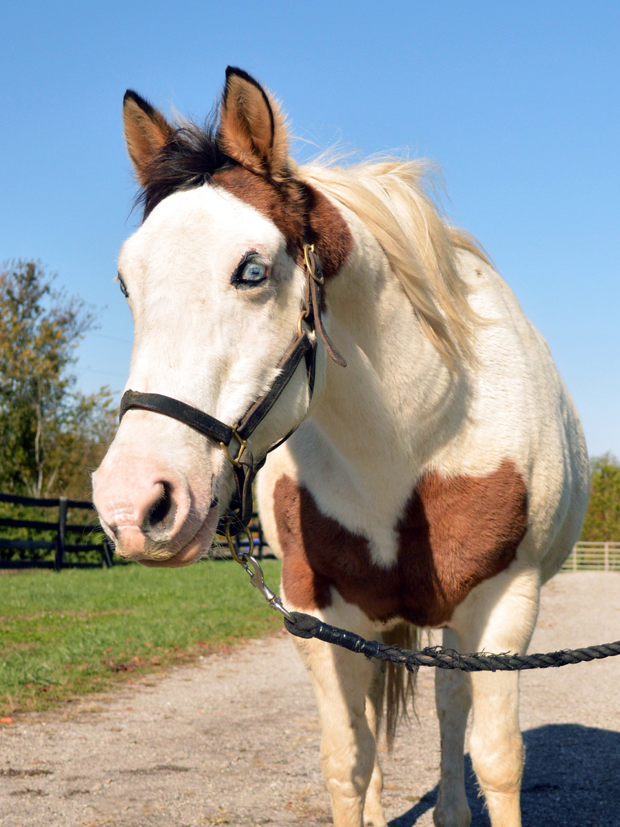 Primrose, 17yo American Quarter Horse/American Paint Horse/Pinto mare, 14.2hh