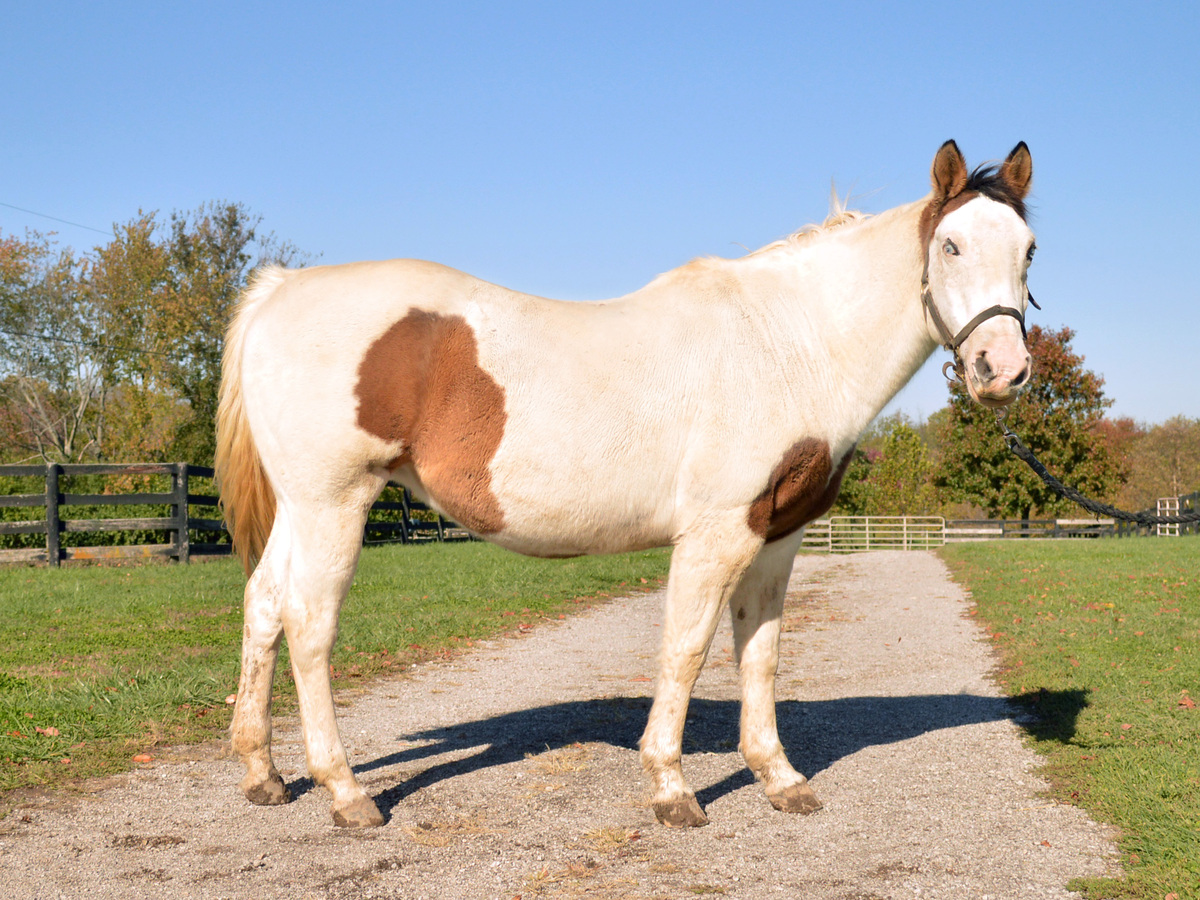 Primrose, 17yo American Quarter Horse/American Paint Horse/Pinto mare, 14.2hh