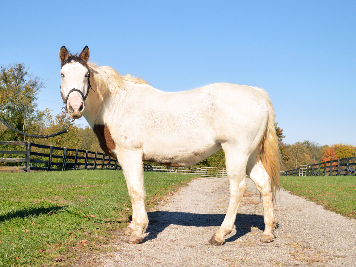 Primrose, 17yo American Quarter Horse/American Paint Horse/Pinto mare, 14.2hh