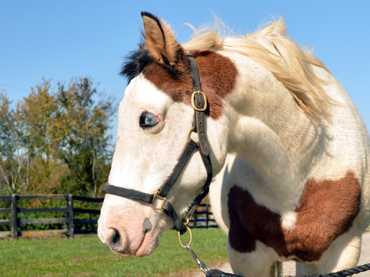 Primrose, 17yo American Quarter Horse/American Paint Horse/Pinto mare, 14.2hh
