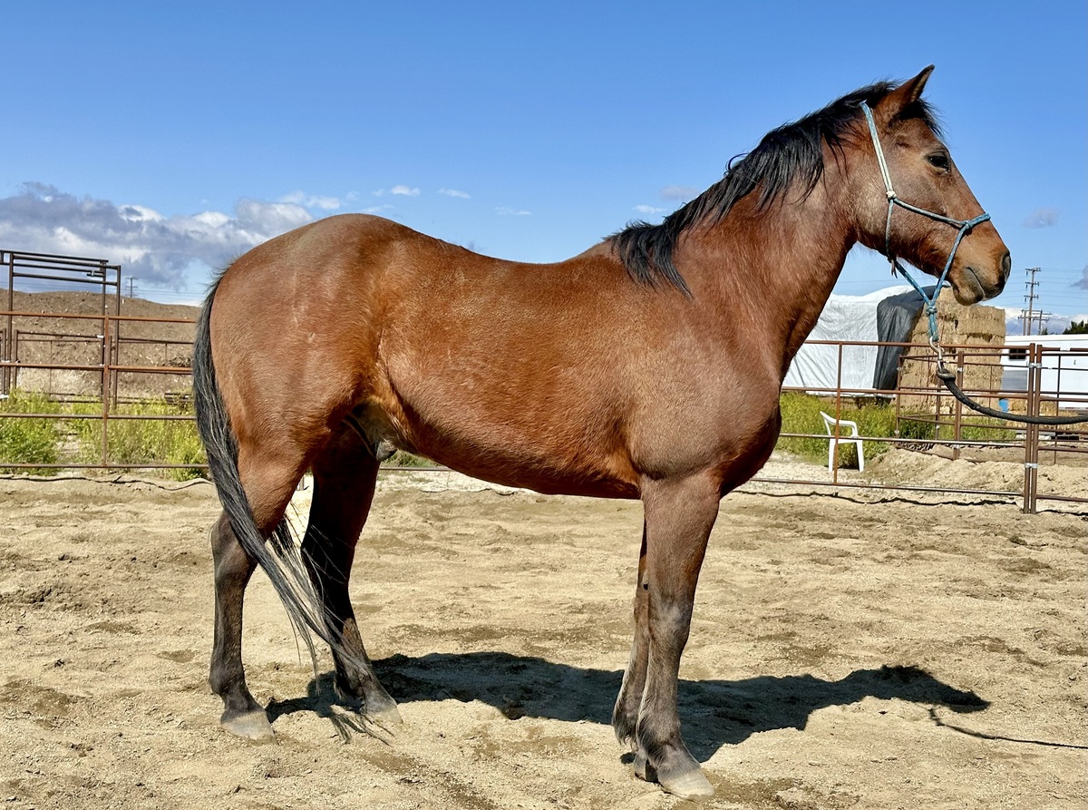 Jax, 22yo American Quarter Horse gelding, 14.1hh