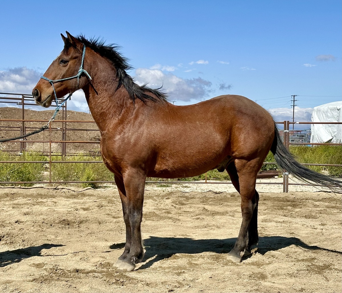 Jax, 22yo American Quarter Horse gelding, 14.1hh