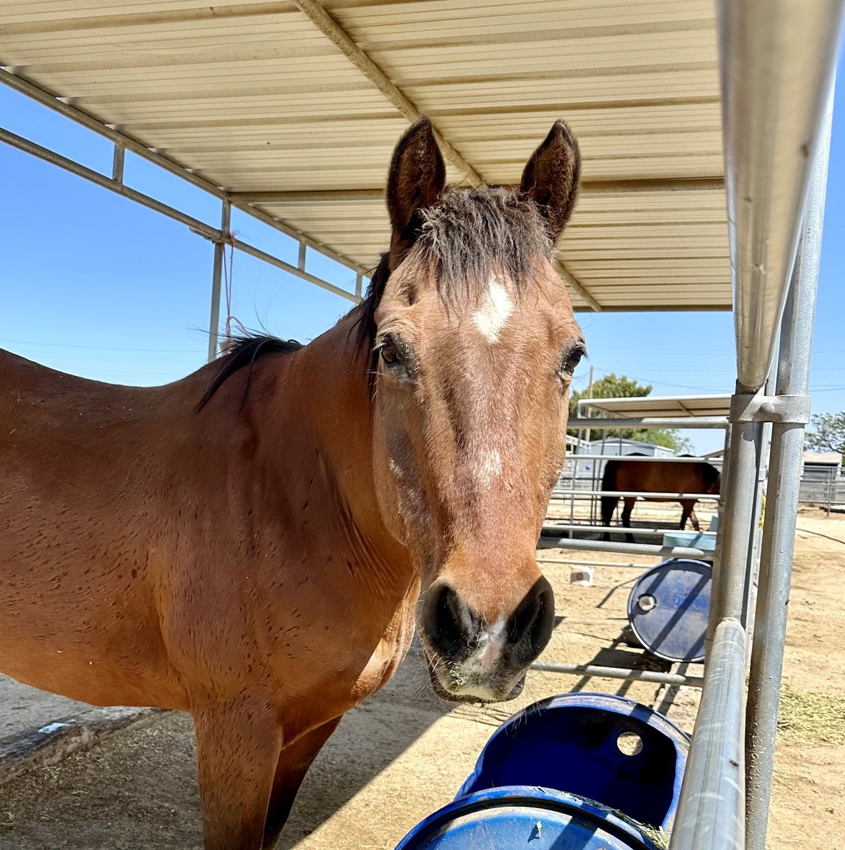 Jax, 22yo American Quarter Horse gelding, 14.1hh