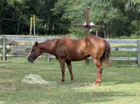 Rita, 9yo AQHA Quarter Horse mare, 14.2hh
