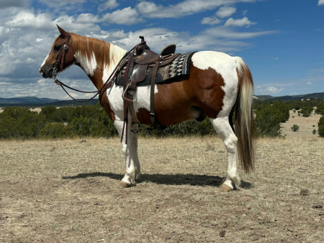 Fats, 11yo Spotted Draft Draft Horse Cross gelding, 13.2hh