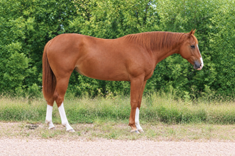 Apollosecret, 10yo AQHA Quarter Horse AQHA Quarter Horse Appendix gelding