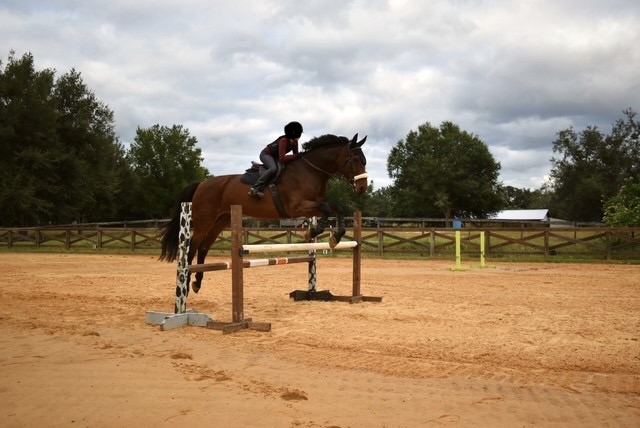 Harvey, 8yo Warmblood gelding, 16.2hh