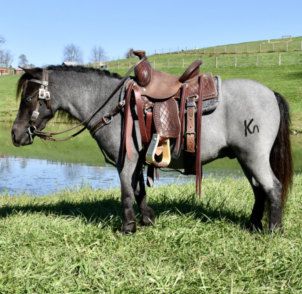 Harvey, 4yo Miniature Horse gelding, 36 Incheshh