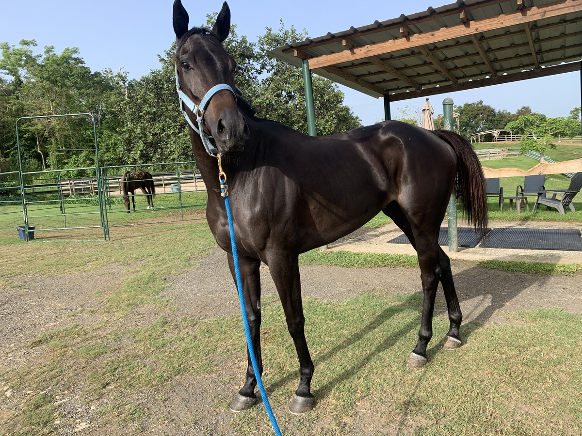 Marilis My Love (Available in Puerto Rico Only), 6yo Thoroughbred mare, 15.2hh