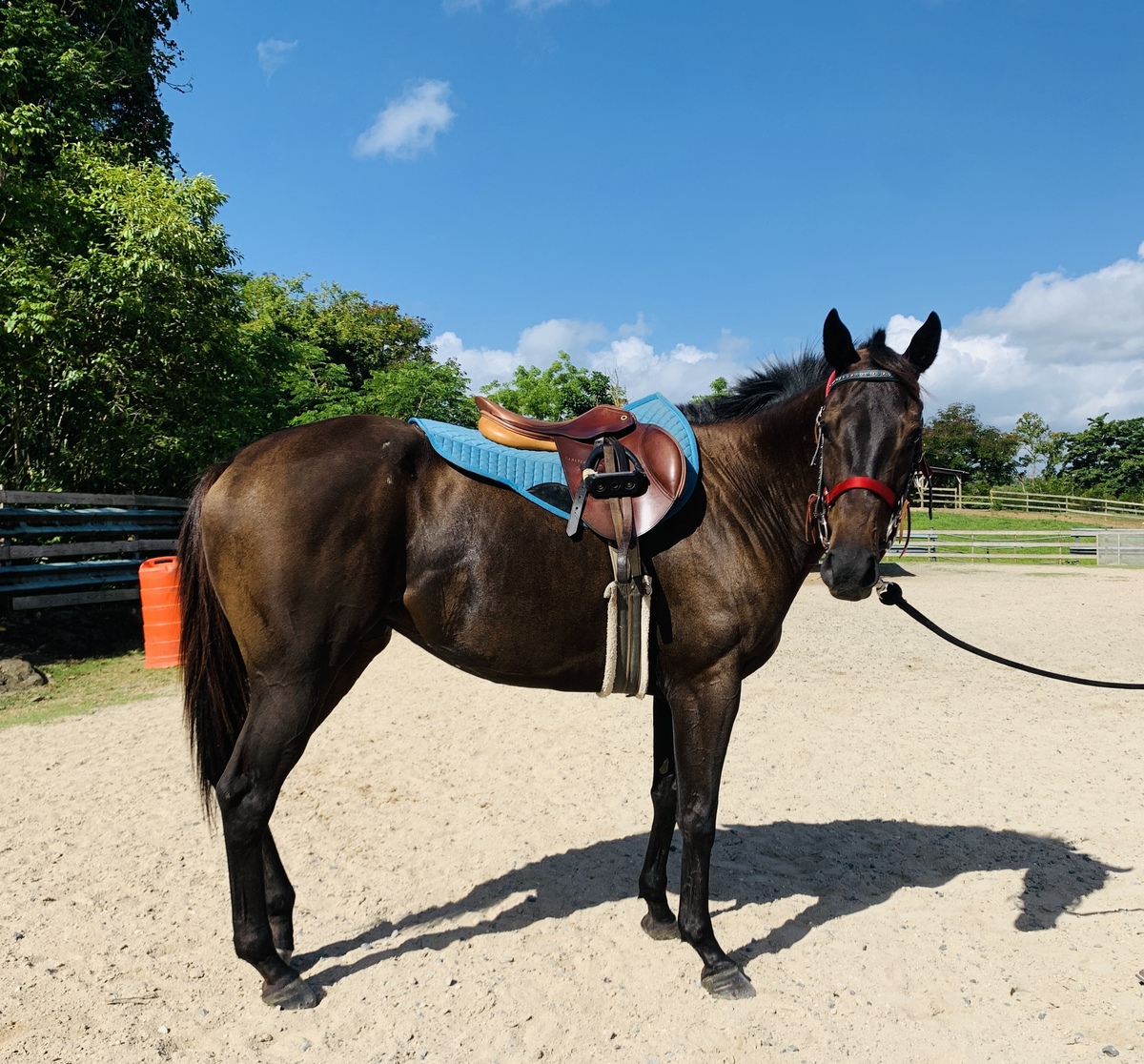 Marilis My Love (Available in Puerto Rico Only), 6yo Thoroughbred mare, 15.2hh
