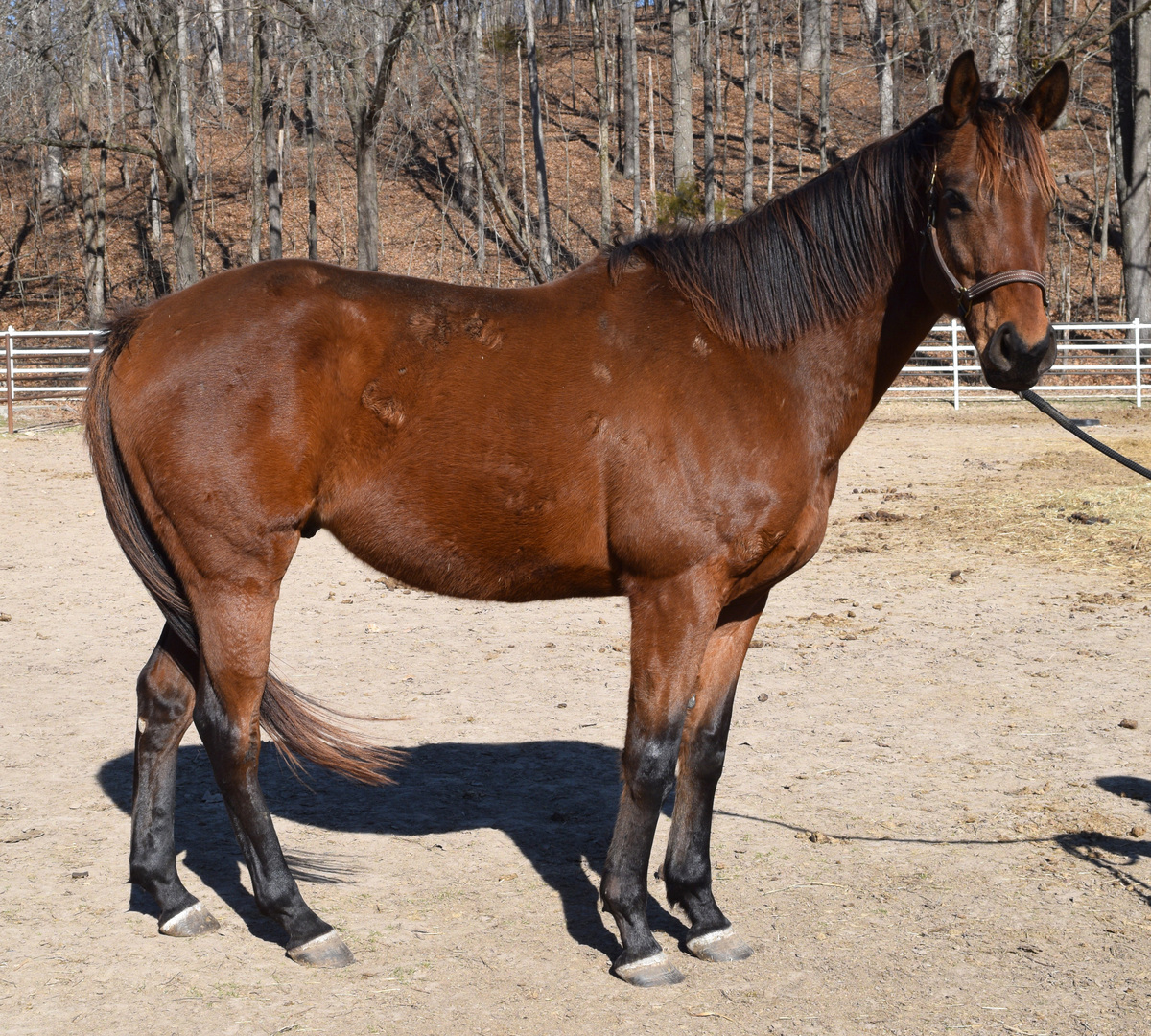 Moose, 7yo Thoroughbred gelding, 16.0hh