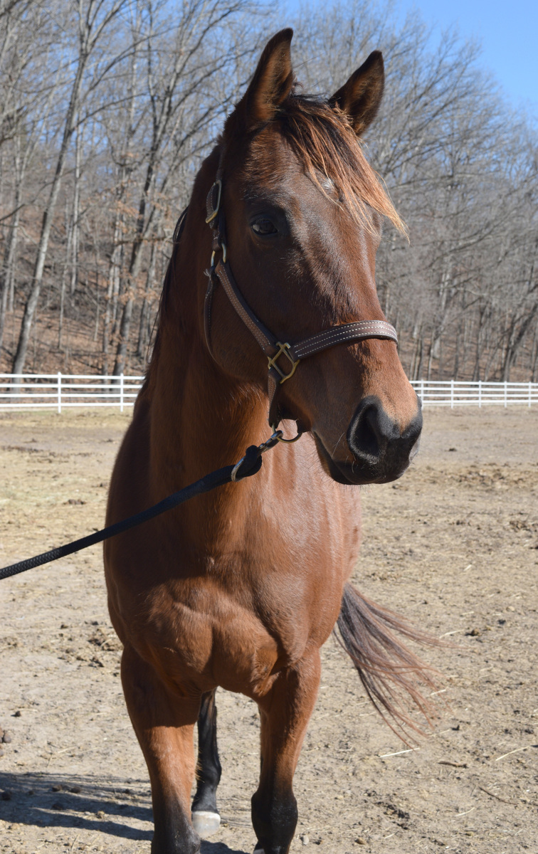 Moose, 7yo Thoroughbred gelding, 16.0hh