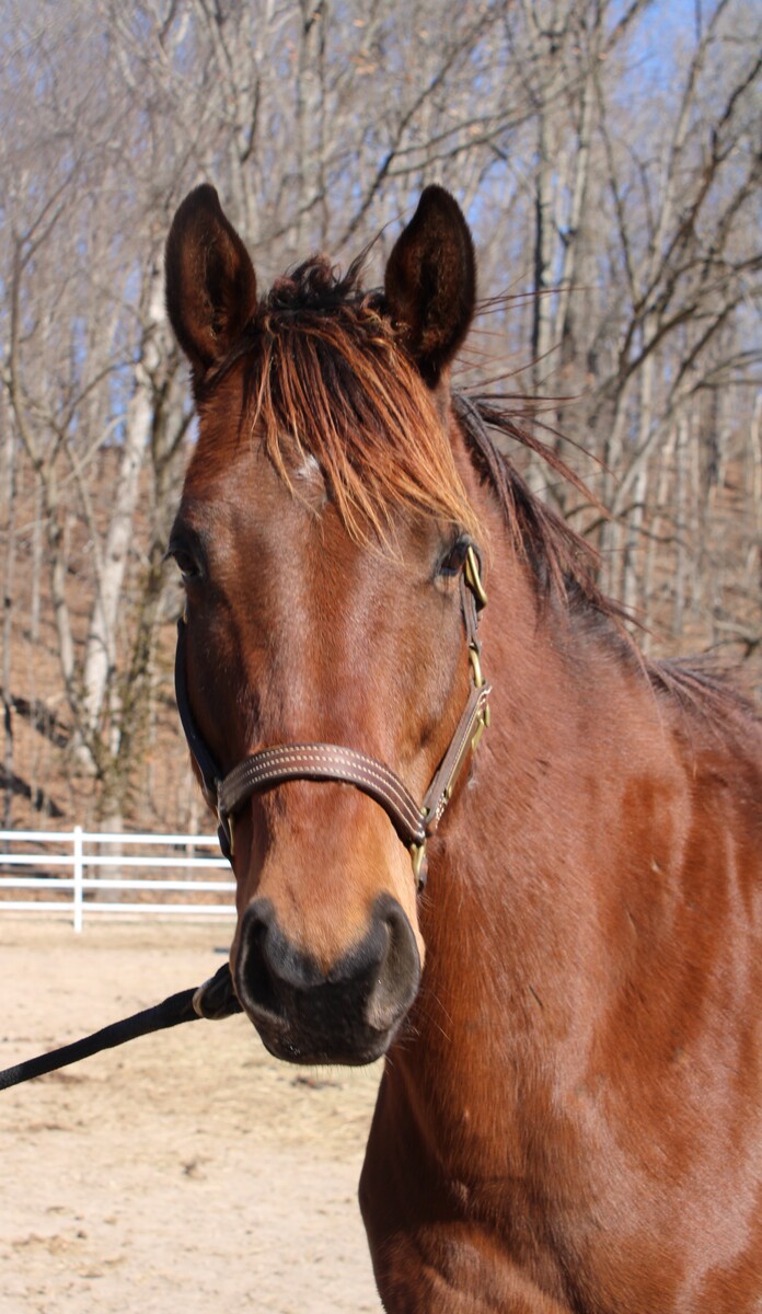 Moose, 7yo Thoroughbred gelding, 16.0hh