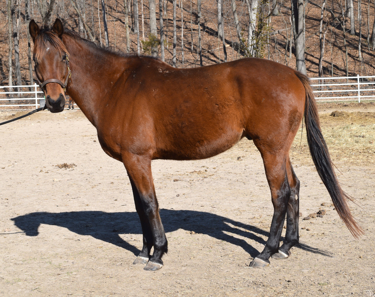 Moose, 7yo Thoroughbred gelding, 16.0hh