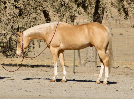 57 CHEVY, 9yo AQHA Quarter Horse gelding, 14.0hh