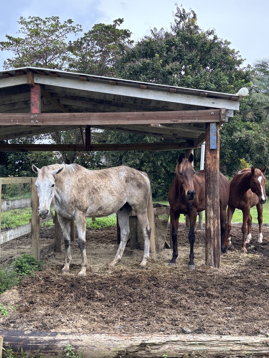 Amor Infinito (Available in Puerto Rico Only), 14yo Thoroughbred mare, 16.1hh
