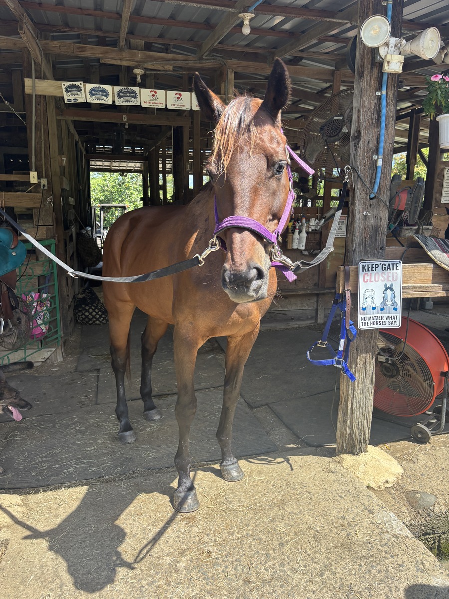 Amor Infinito (Available in Puerto Rico Only), 14yo Thoroughbred mare, 16.1hh