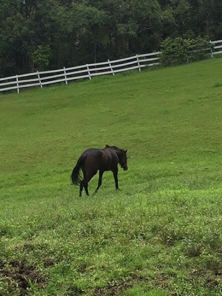 Amor Infinito (Available in Puerto Rico Only), 14yo Thoroughbred mare, 16.1hh
