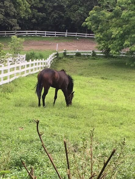Amor Infinito (Available in Puerto Rico Only), 14yo Thoroughbred mare, 16.1hh