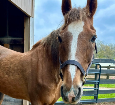 Godric, 24yo gelding, 16.0hh