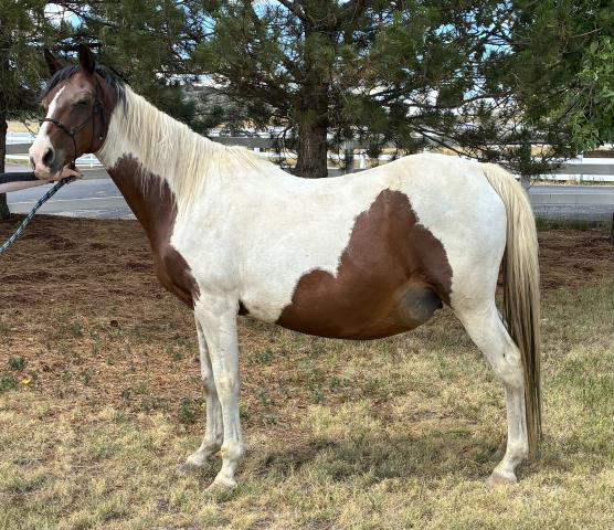 Galadriel, 18yo mare, 14.2hh
