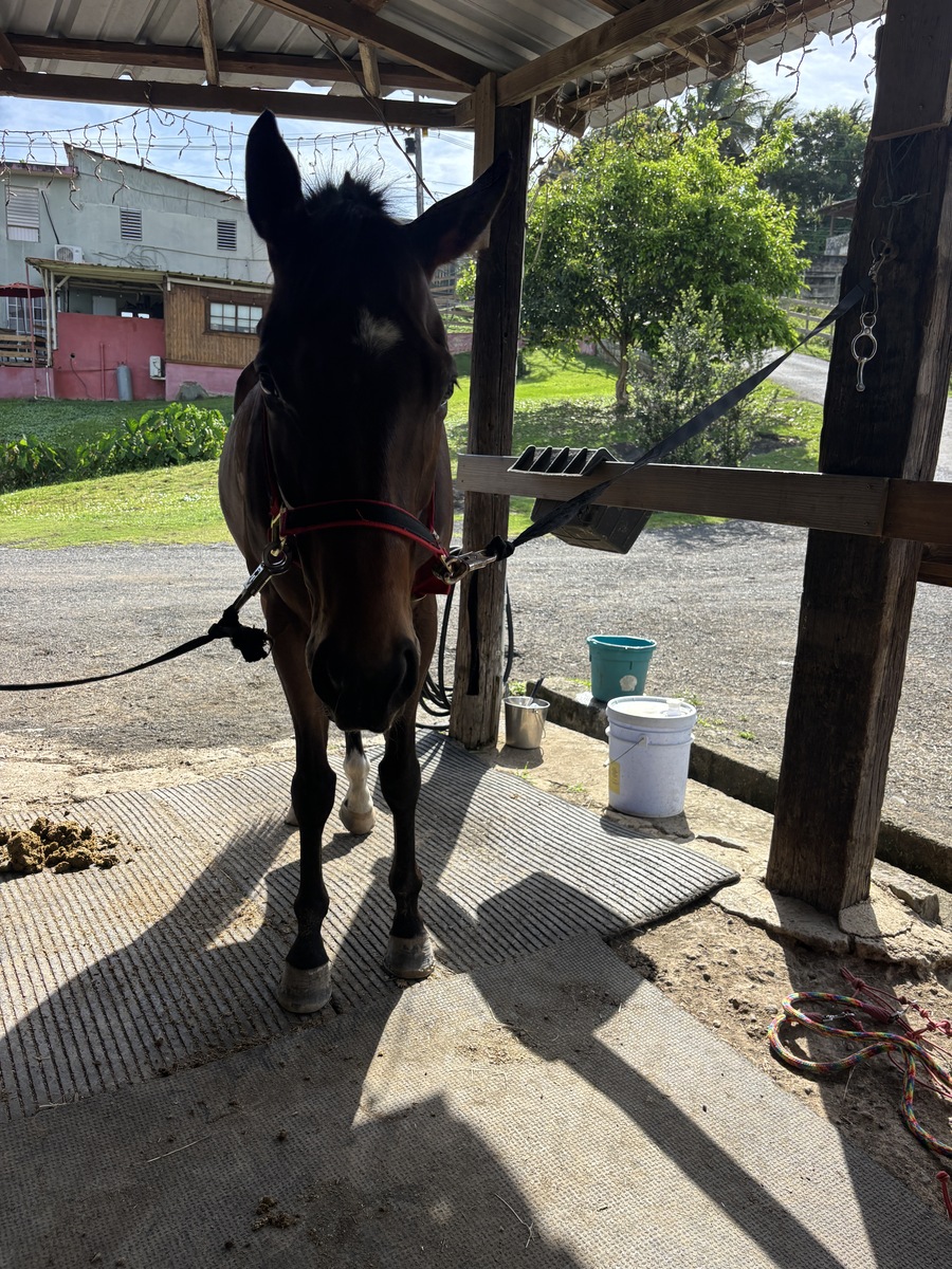 El Enemigo (Available in Puerto Rico Only), 5yo Thoroughbred gelding, 16.0hh