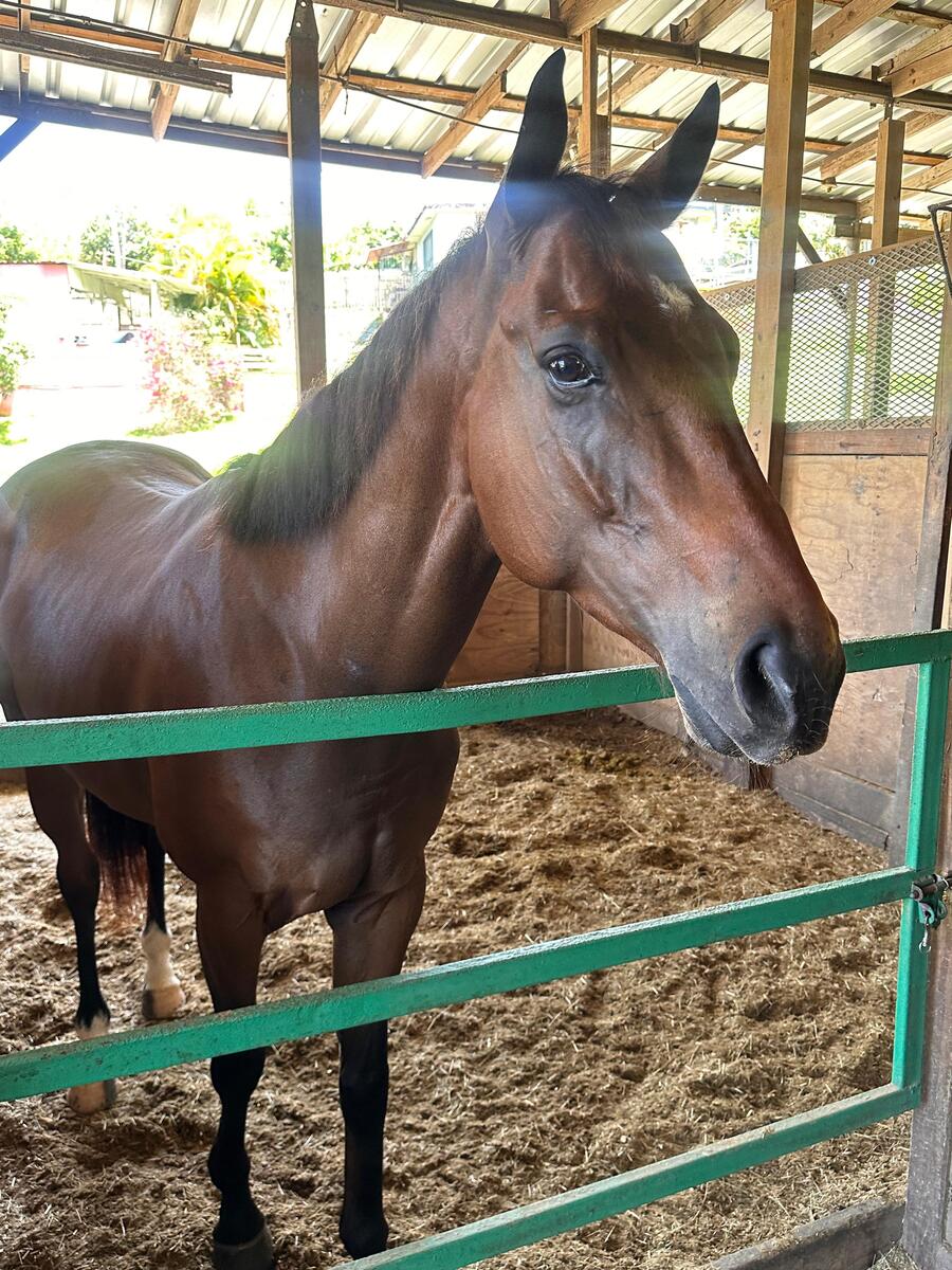 El Enemigo (Available in Puerto Rico Only), 5yo Thoroughbred gelding, 16.0hh