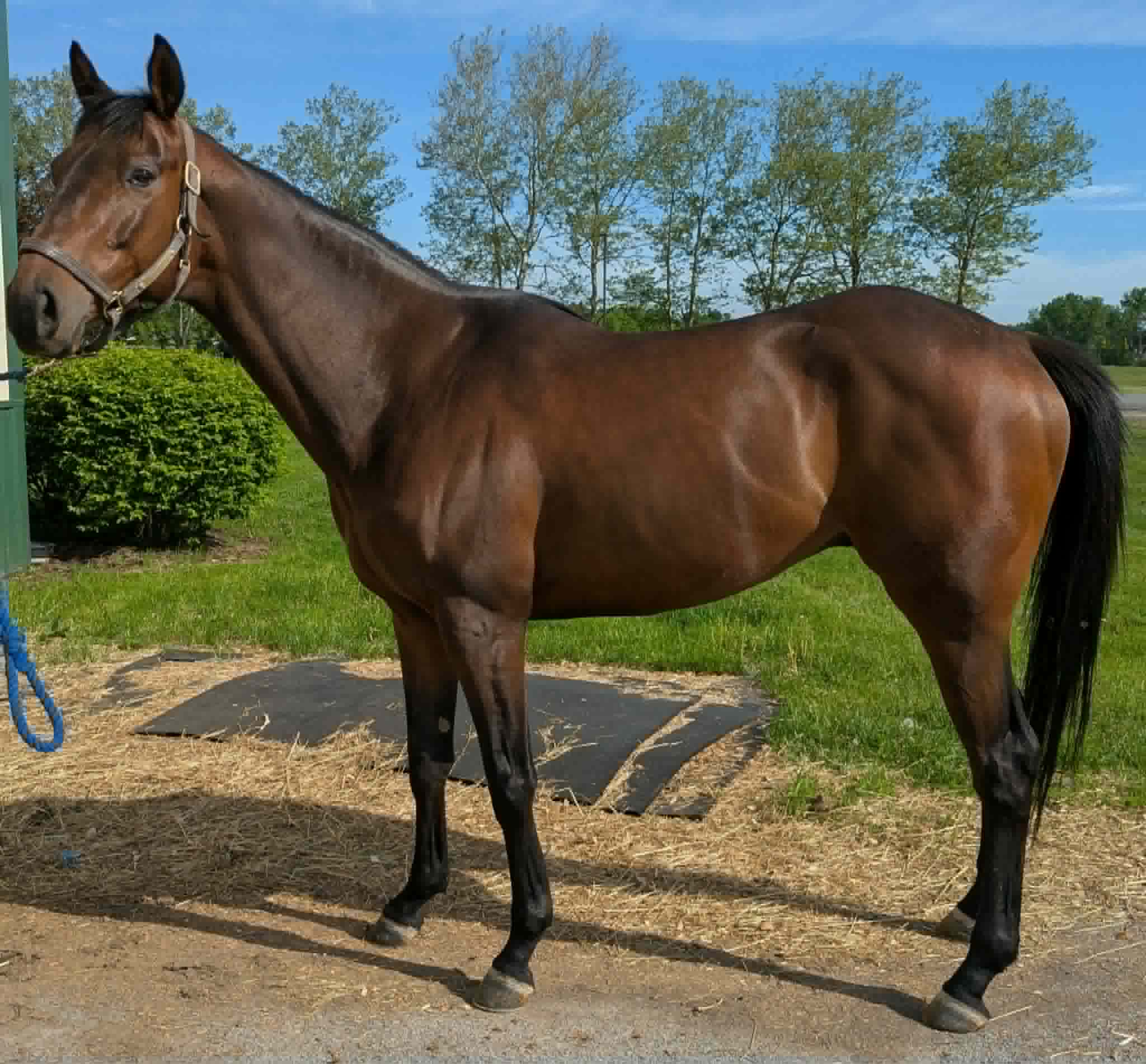Mo Nighean Donn, 7yo Thoroughbred mare, 16hh