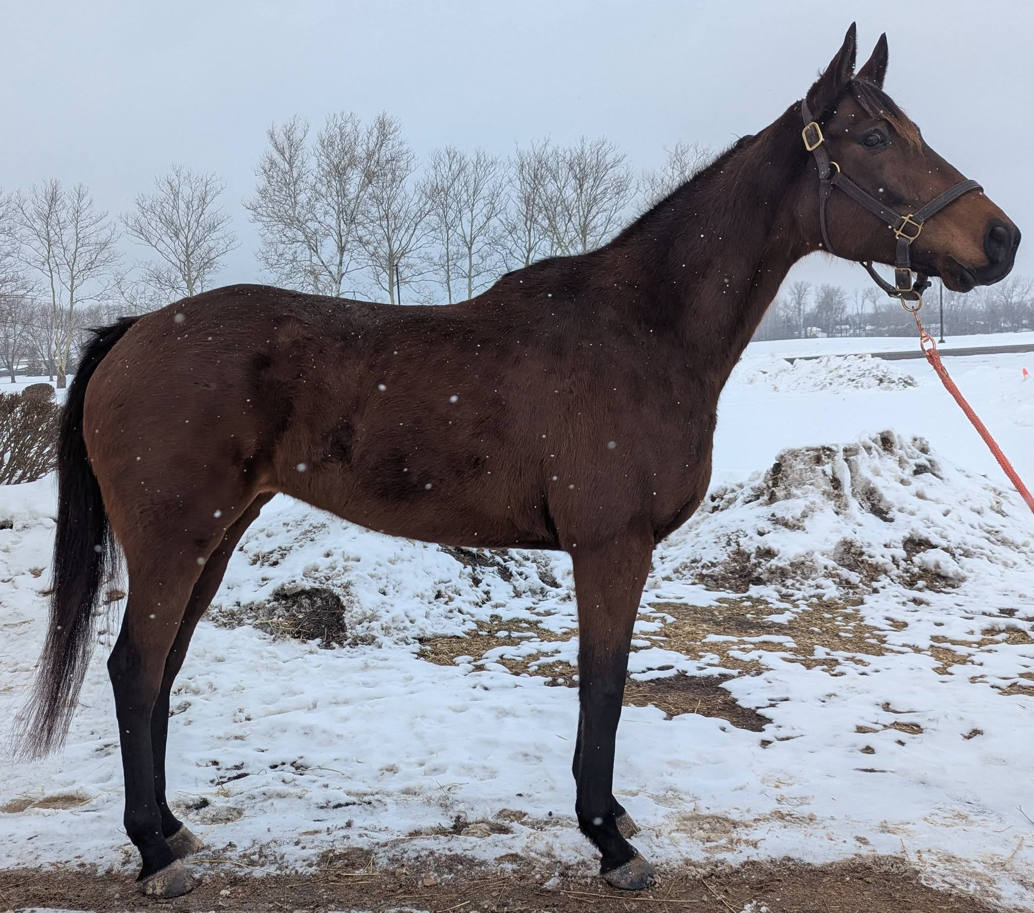 Mo Nighean Donn, 7yo Thoroughbred mare, 16hh