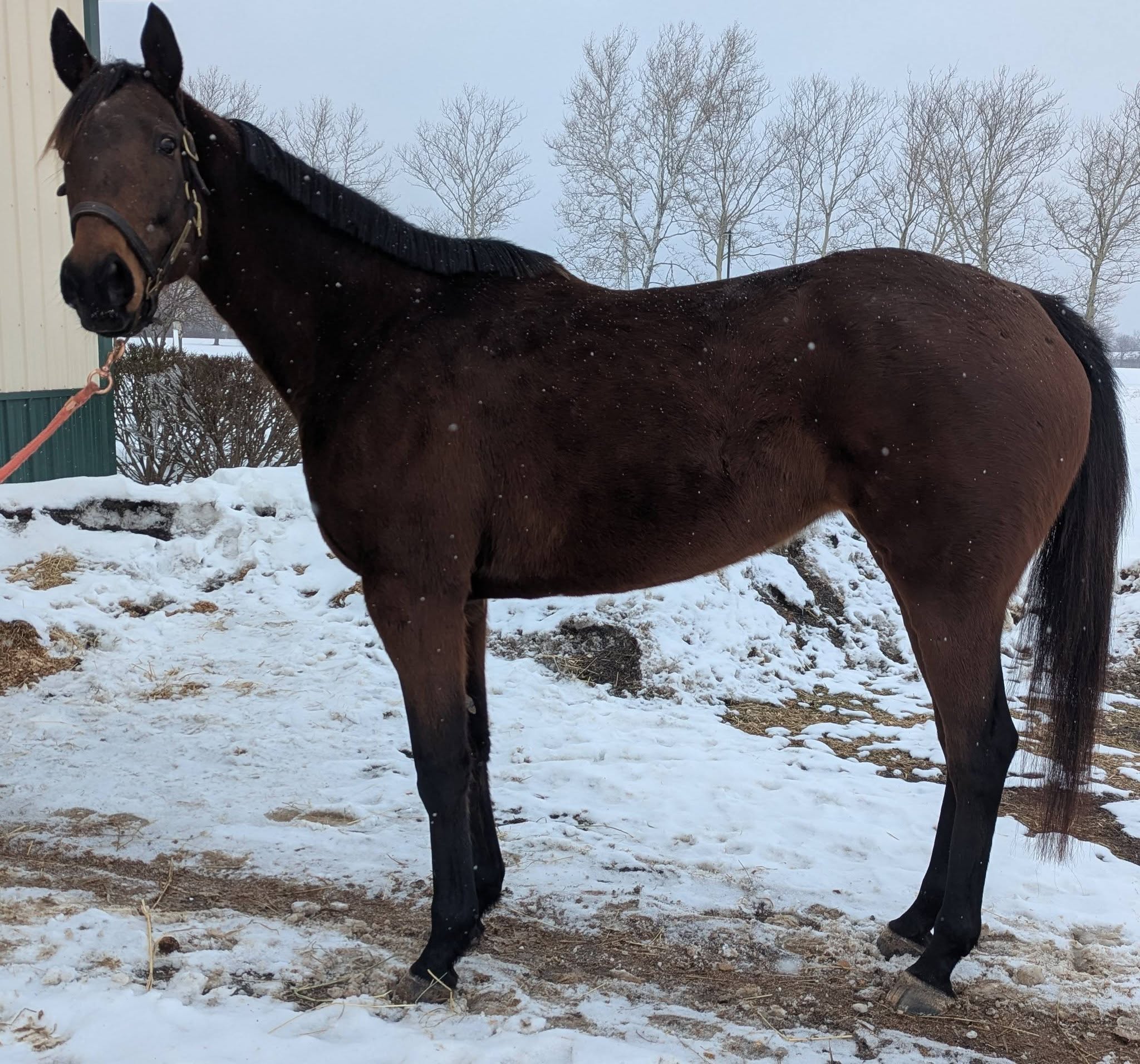 Mo Nighean Donn, 7yo Thoroughbred mare, 16hh