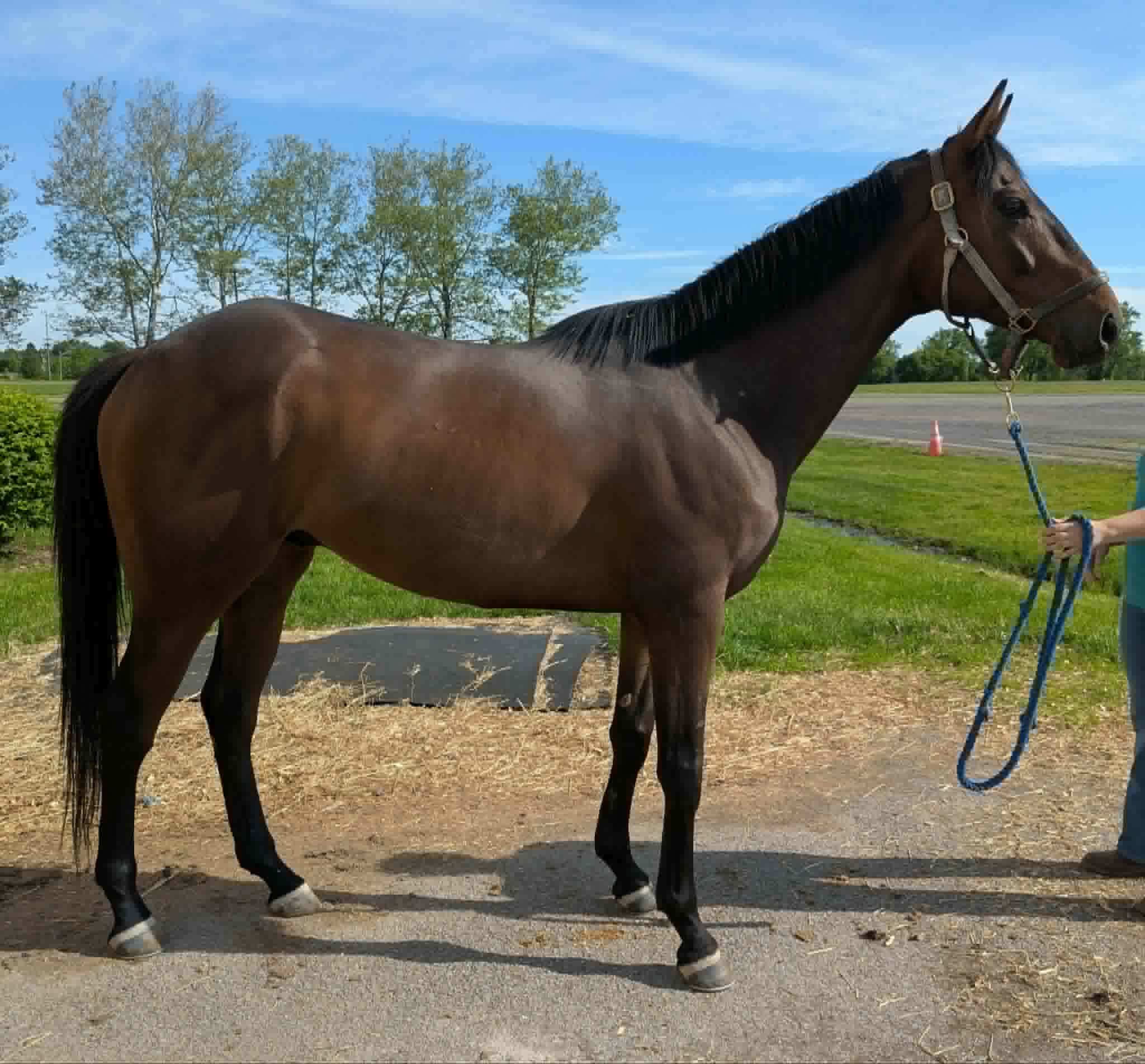 Mo Nighean Donn, 7yo Thoroughbred mare, 16hh