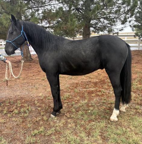 A1, 3yo gelding, 14.0hh