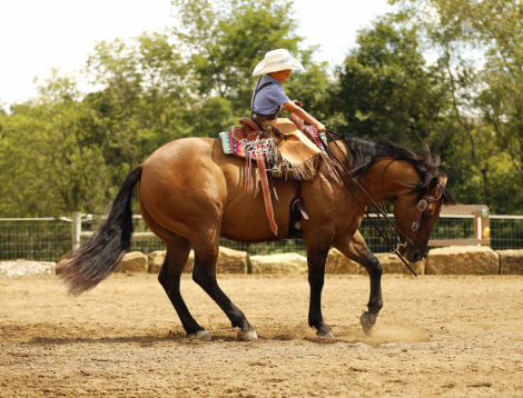 Smooth As Ice (Ice), 6yo AQHA Quarter Horse gelding, 14.2hh