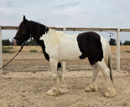 Jackpot in the Willows (Jack), 1yo Gypsy Vanner Horse colt
