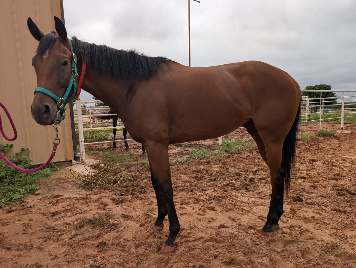 Tishaminga, 4yo Thoroughbred mare, 15.3hh