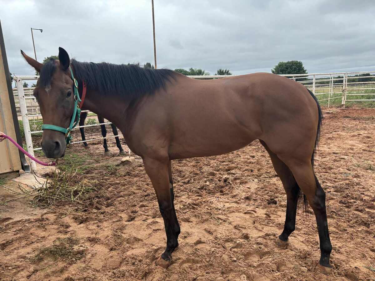 Tishaminga, 4yo Thoroughbred mare, 15.3hh