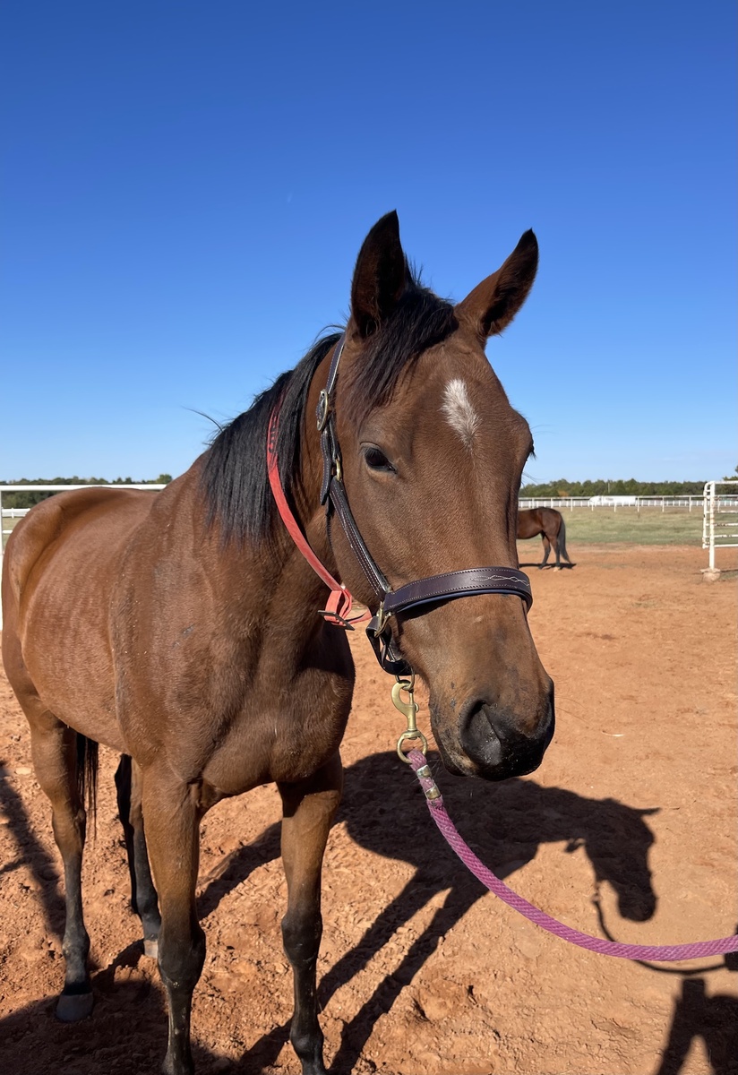 Tishaminga, 4yo Thoroughbred mare, 15.3hh