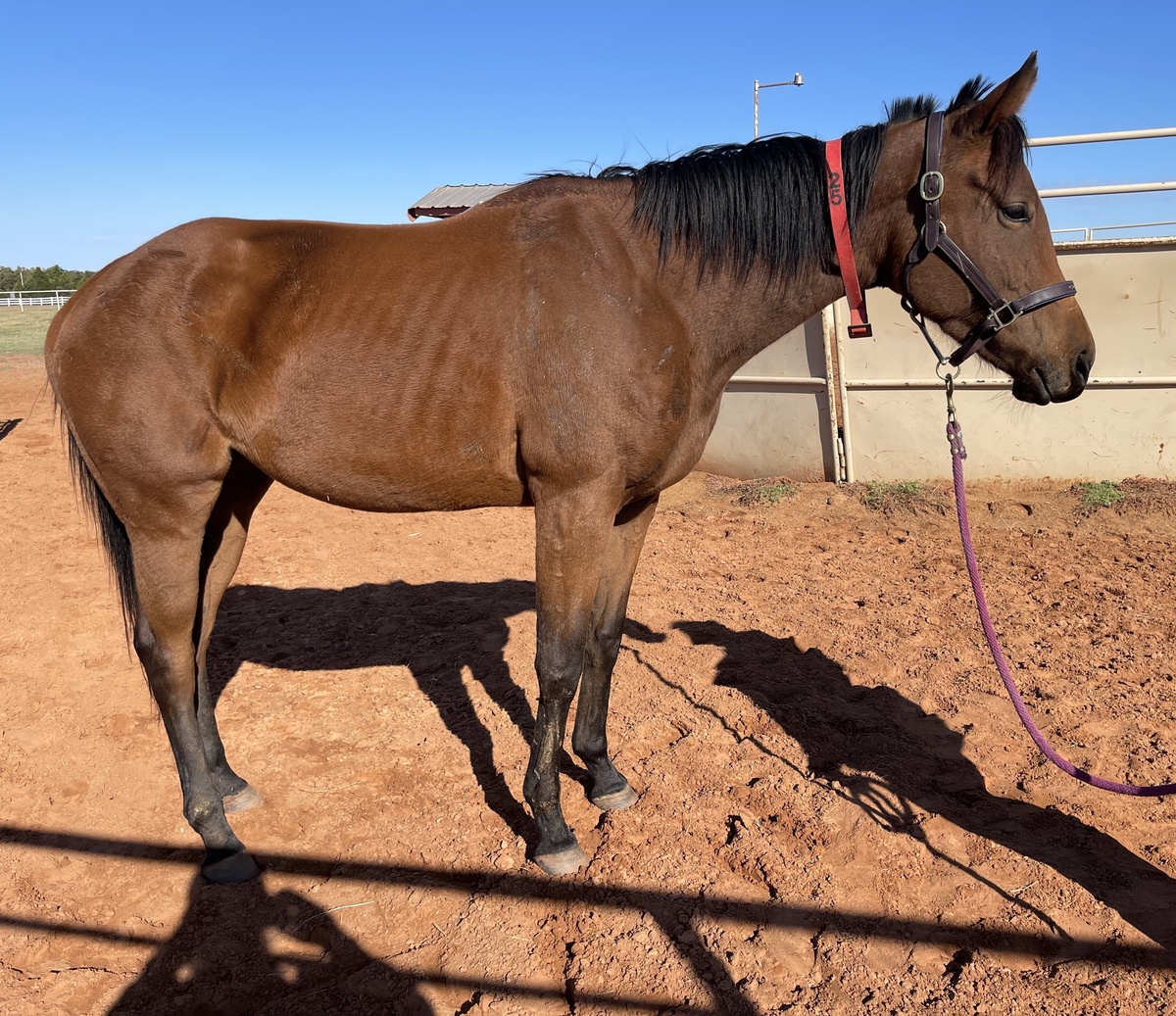 Tishaminga, 4yo Thoroughbred mare, 15.3hh