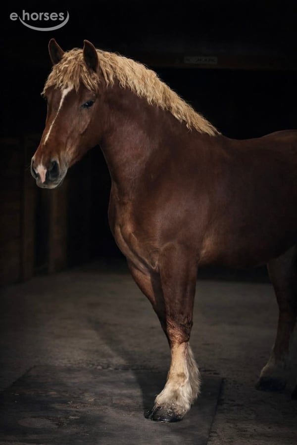 Handsome, 5yo Draft Horse gelding, 16.1hh
